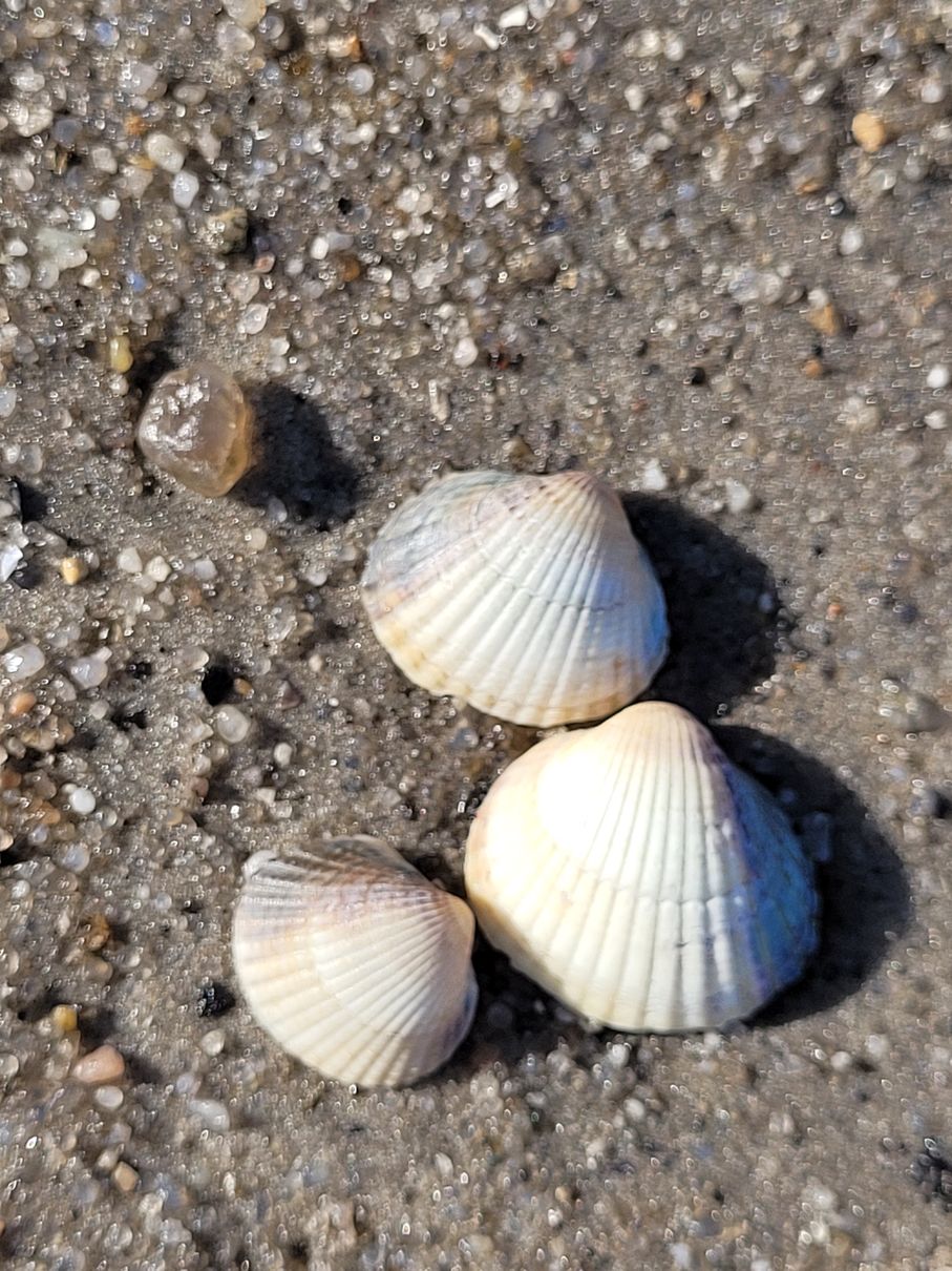 Muscheln am Strand von Schillig - Nordsee I