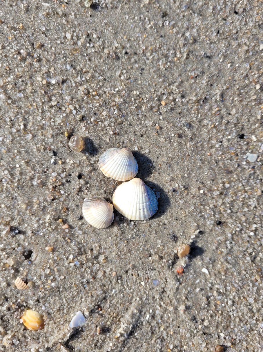 Muscheln am Strand von Schillig - Nordsee