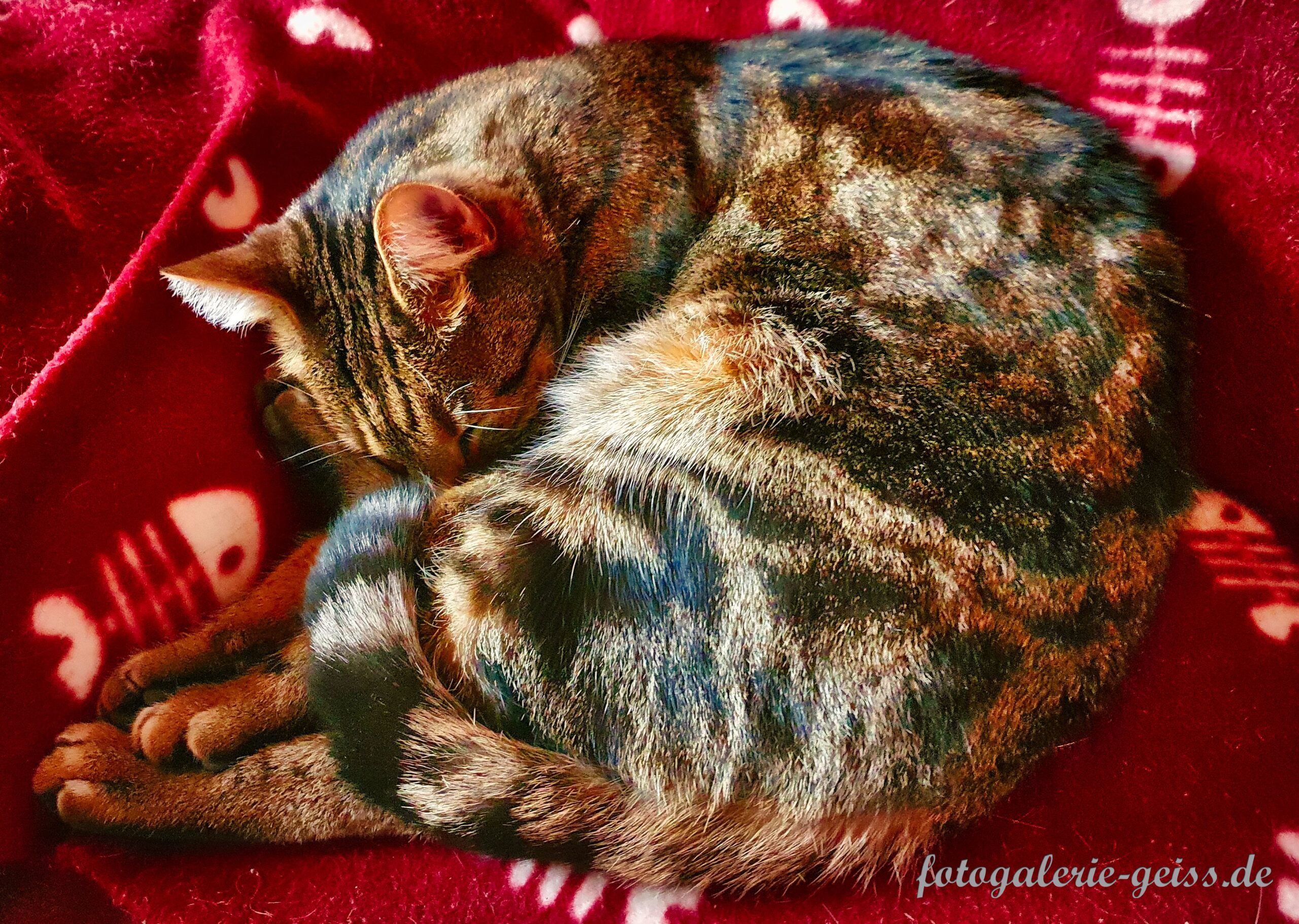 Unser Kater Emil auf dem Sofa