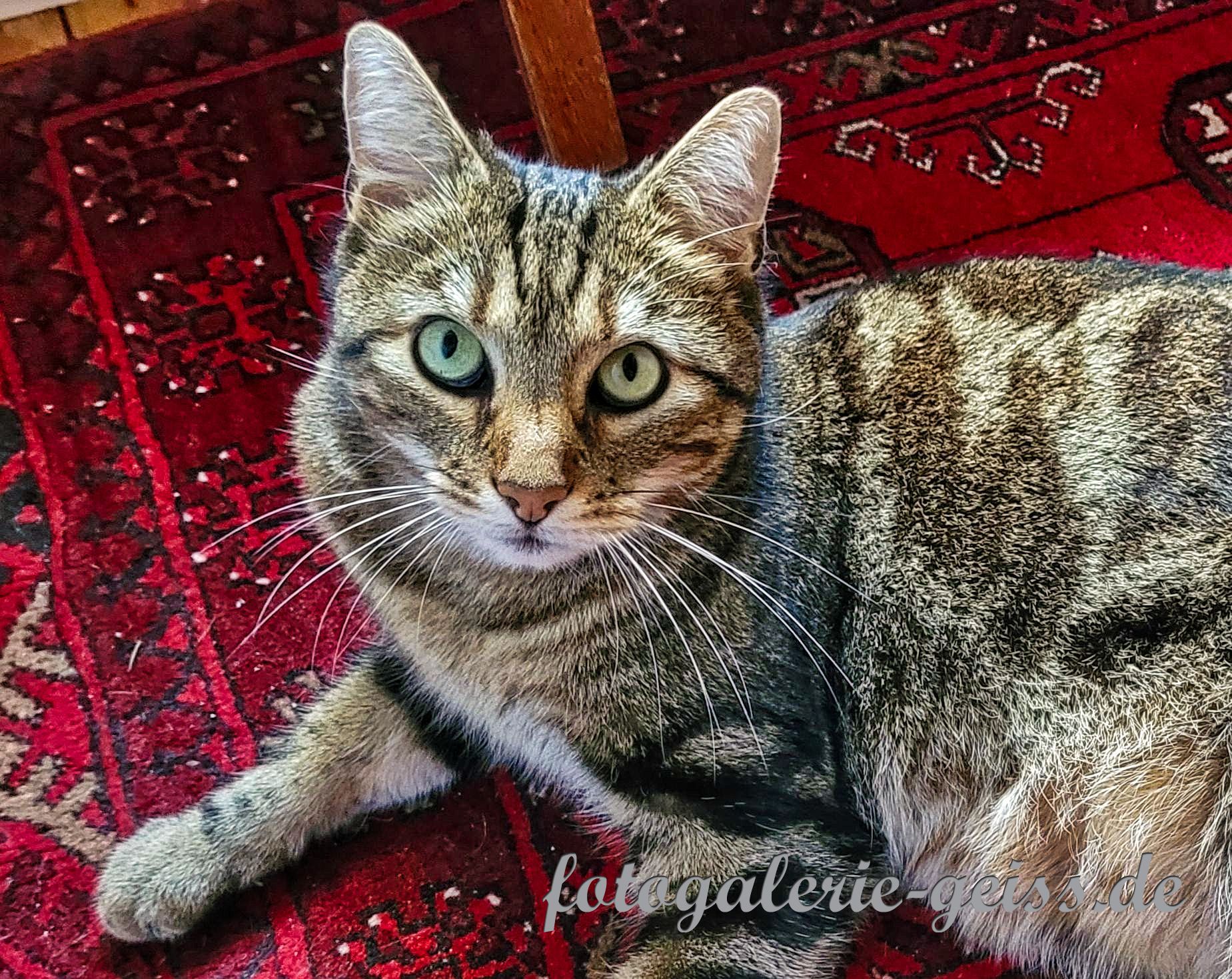 Unser liebe Katze Emil