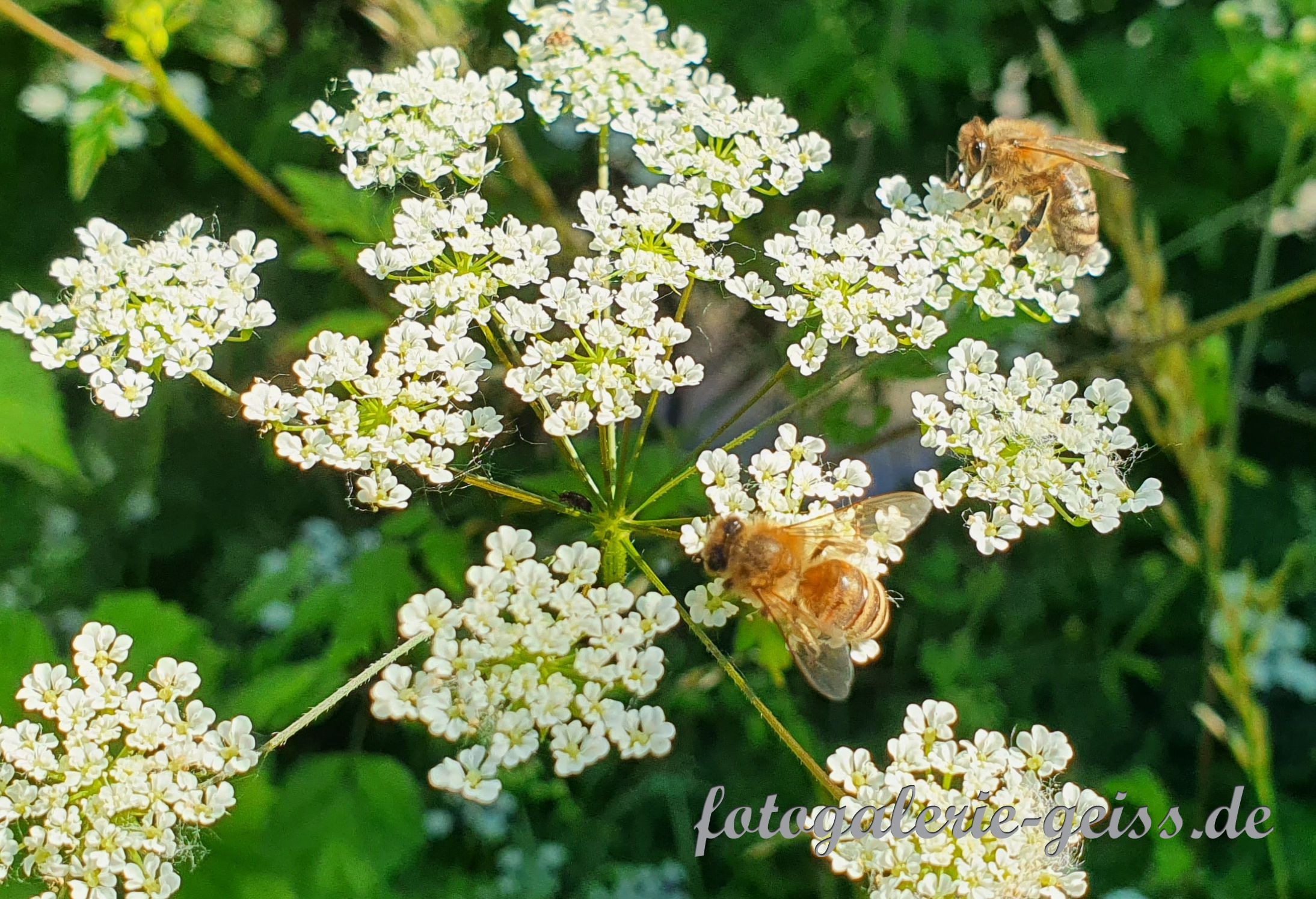 2 Bienen auf weißen Blüten II