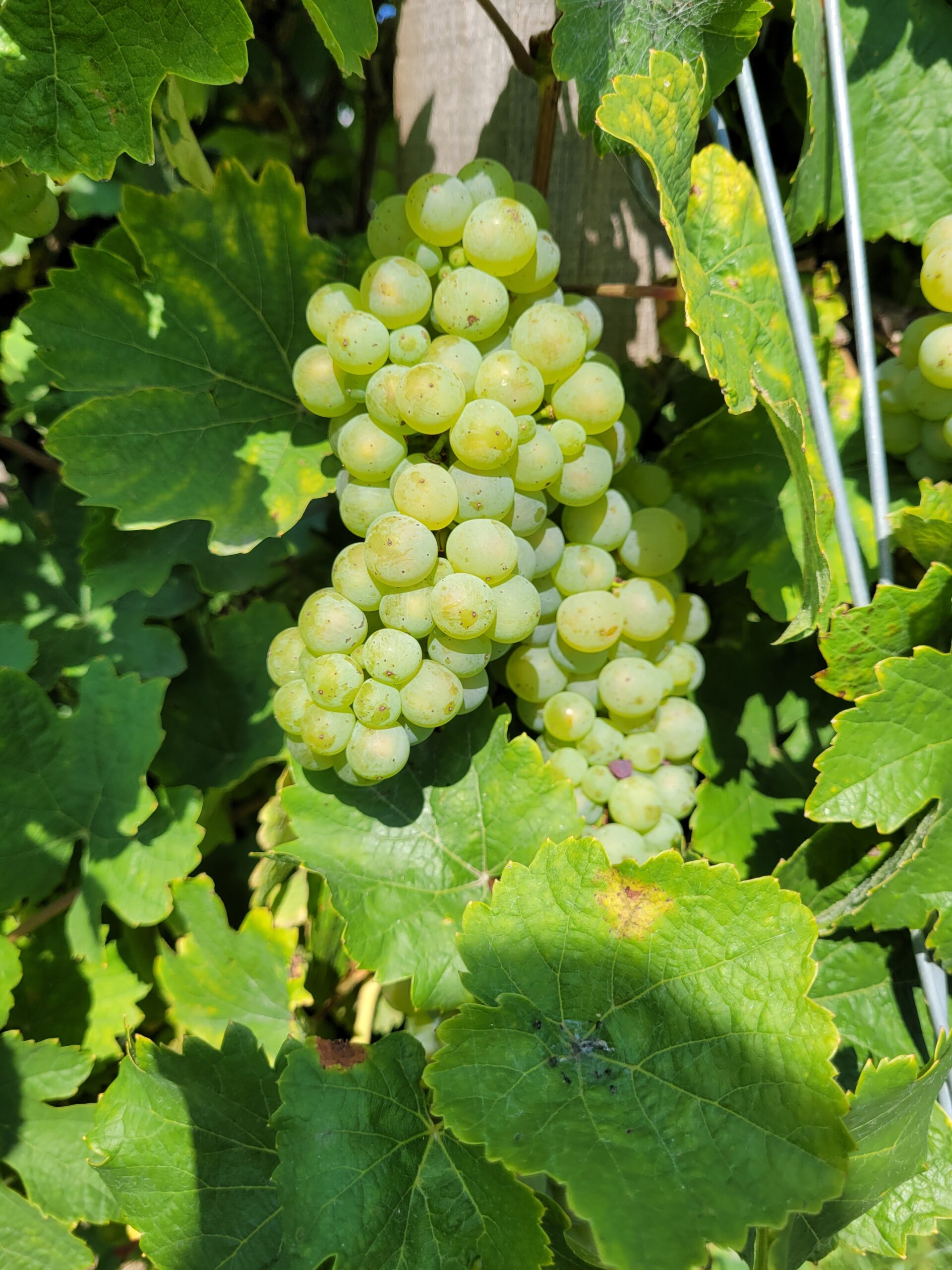 2 grünen Weintrauben Perkel