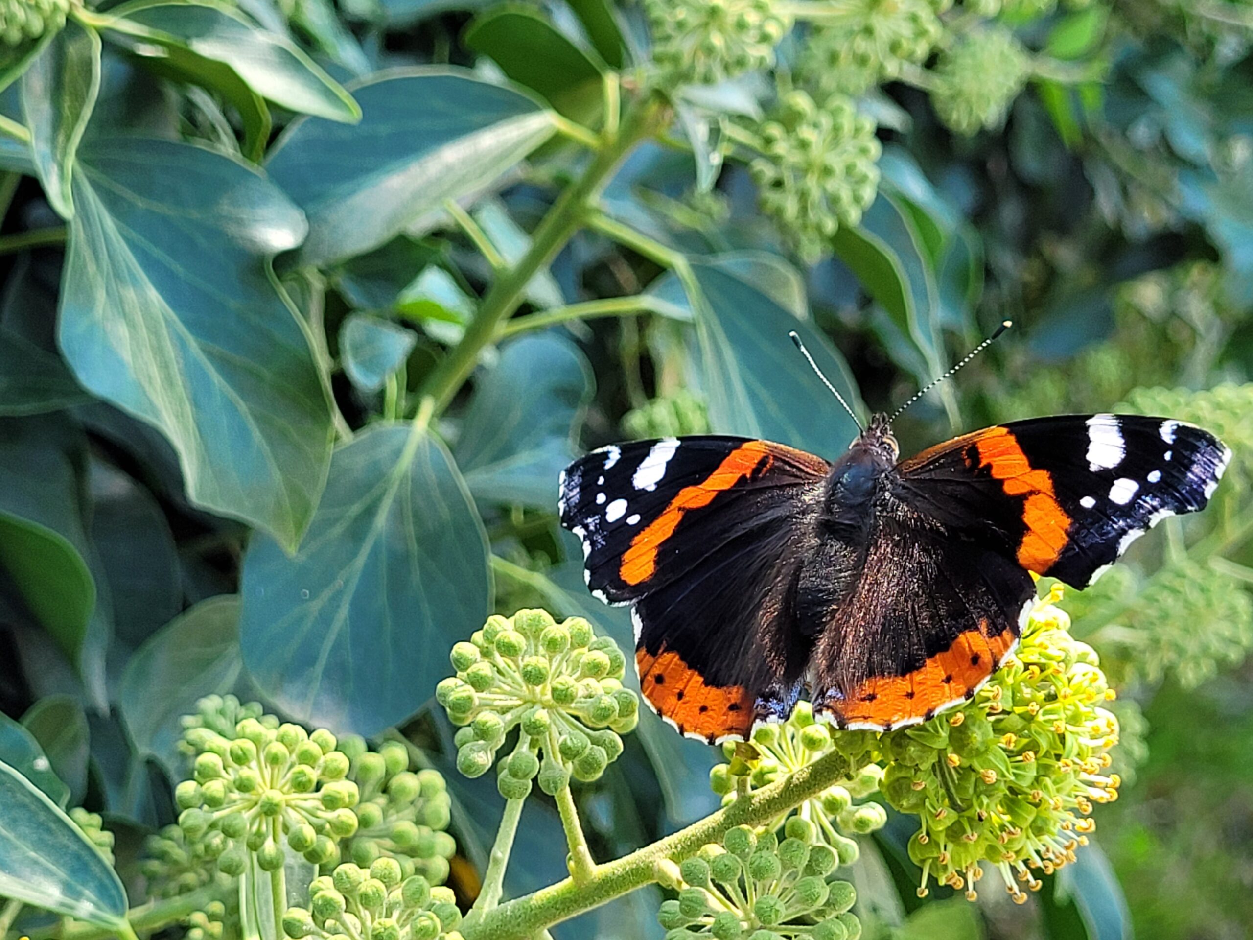 Admiral Schmetterling auf einem Strauch