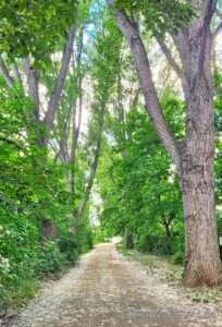 Allee auf der Maaraue