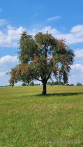 Apfelbaum bei Eislingen