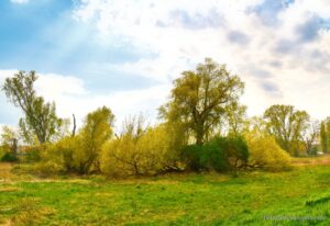 Bäume auf der Hochheimer-Wiese am Main