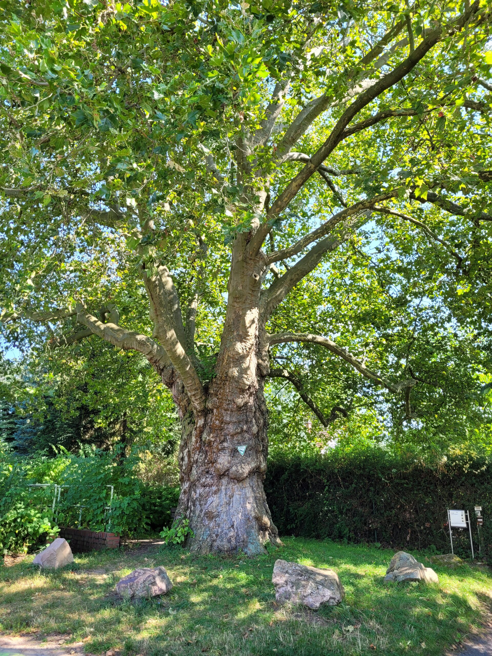 Baum am Weiherbrunnen in Kostheim