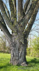 Baum auf der Maaraue