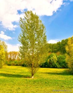 Baum im Hochwasserpolder Kostheim