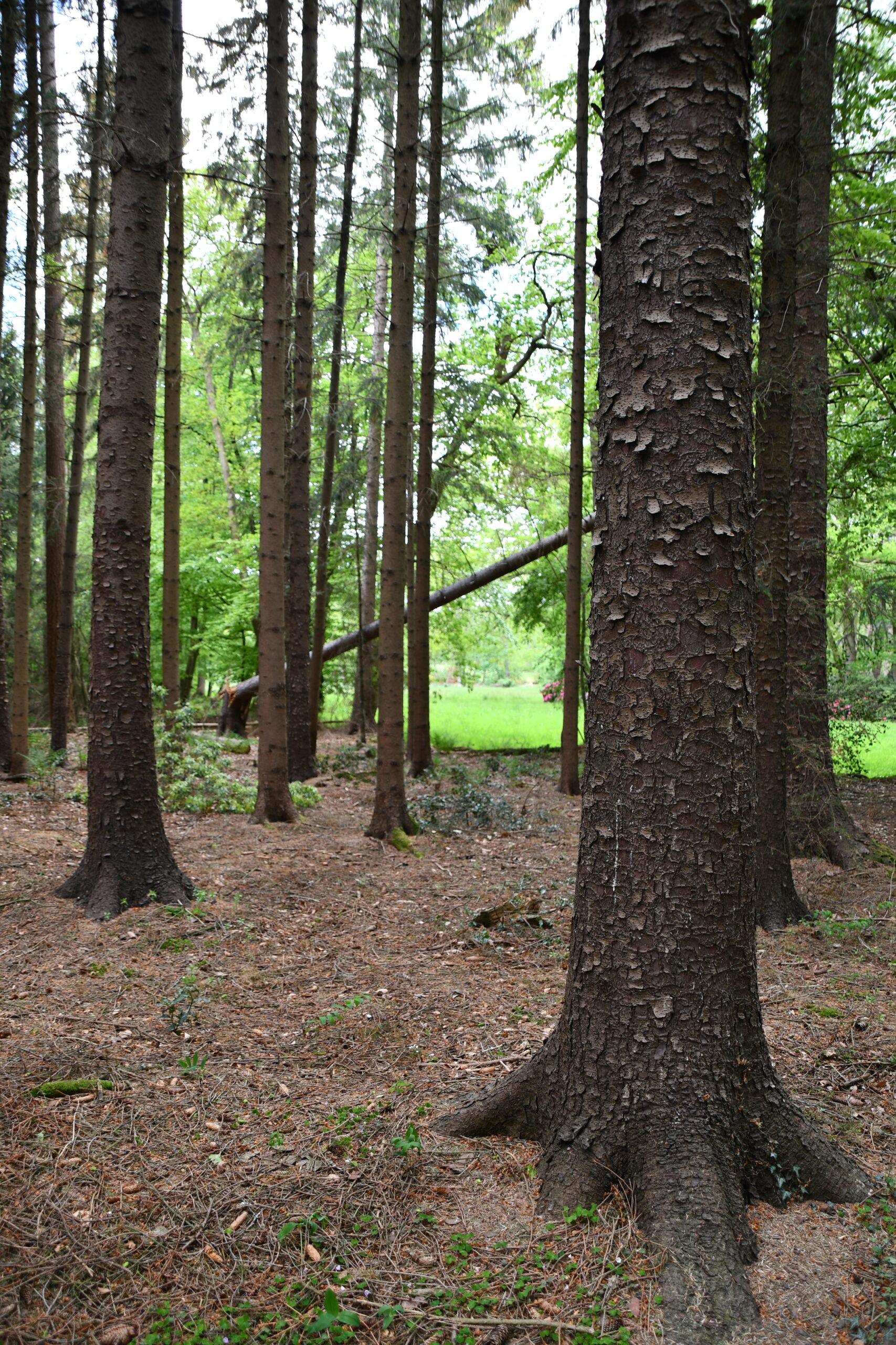 Baumstämme im Wald