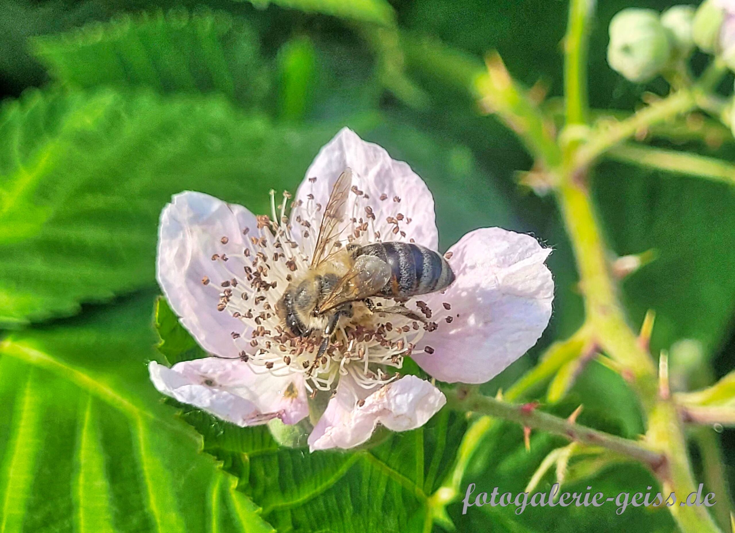 Biene auf Brombeerblüte