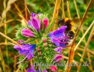 Biene auf Gewöhnlichem Natternkopf (Echium vulgare l)