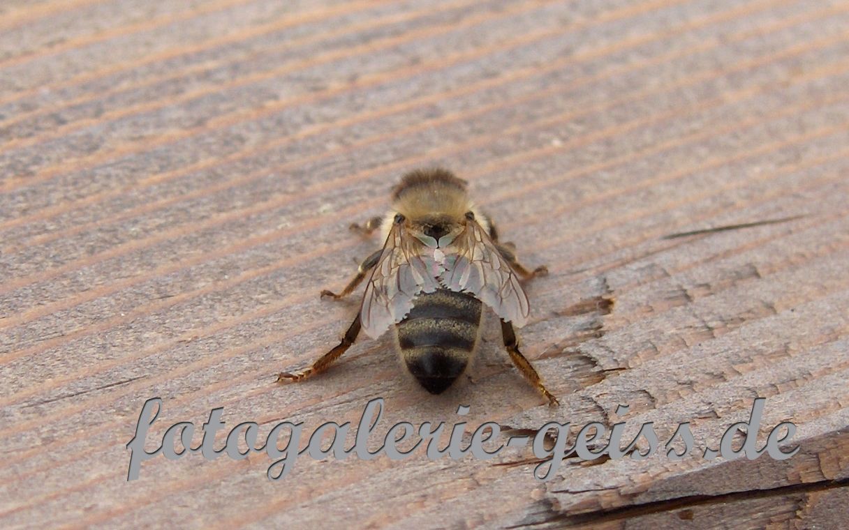 Biene auf Holzbalkongeländer I