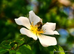 Biene auf Hunds-Rose (Rosa canina L.)