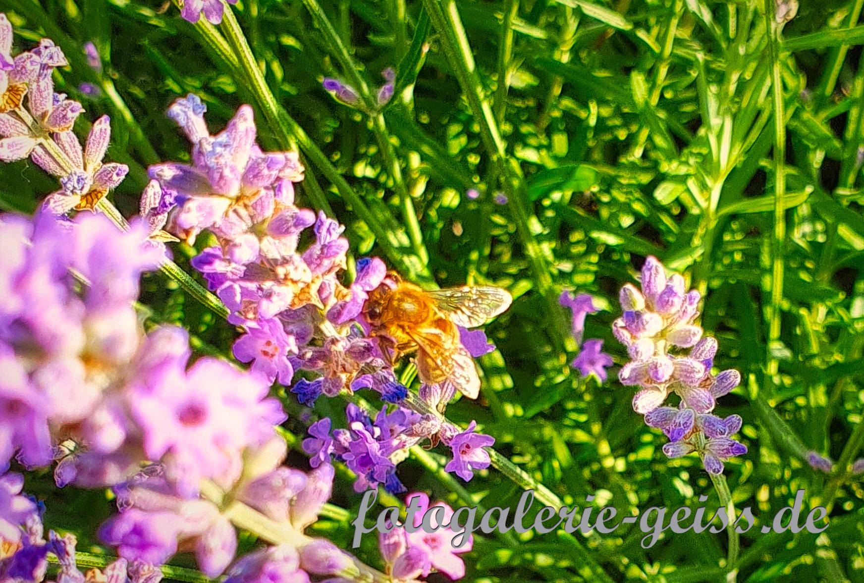 Biene auf Lavendel