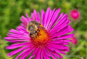 Biene auf Rosa Blüte II