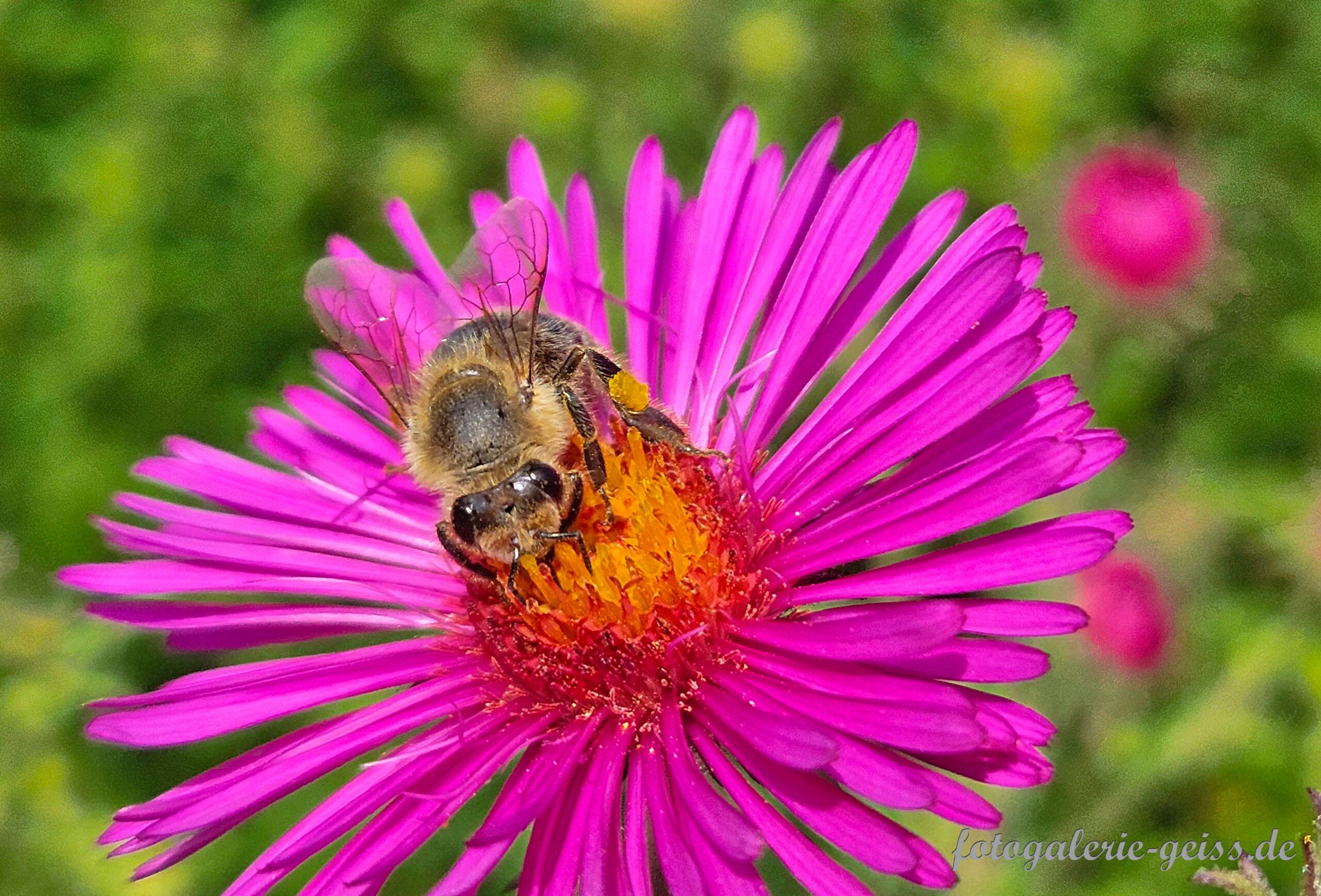 Biene auf Rosa Blüte II