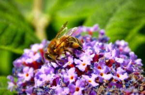 Biene auf Sommerflieder I