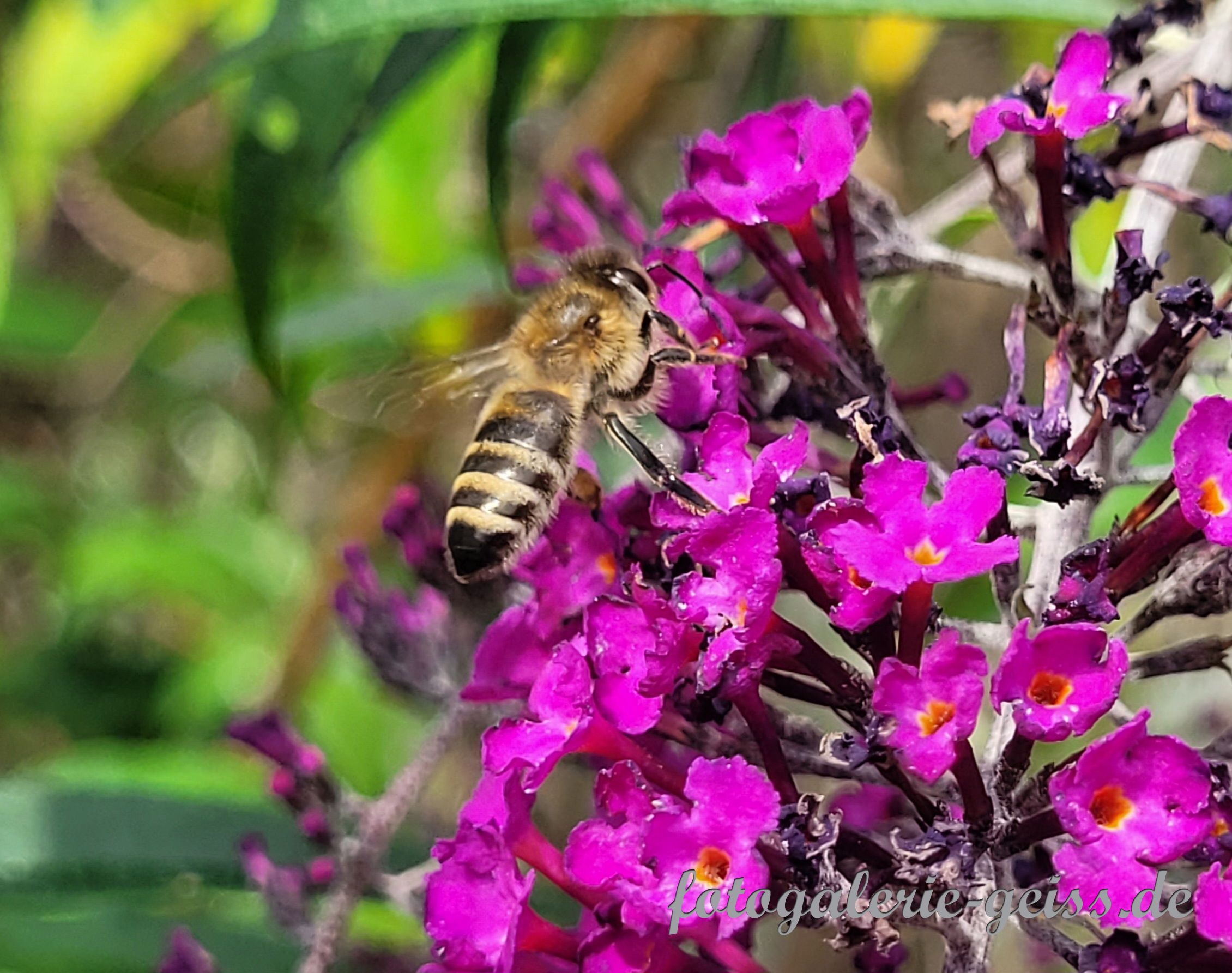 Biene auf Sommerflieder VII