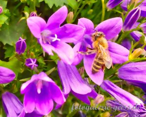 Biene auf den lila Blüten der Hängelpolster-Glockenblume