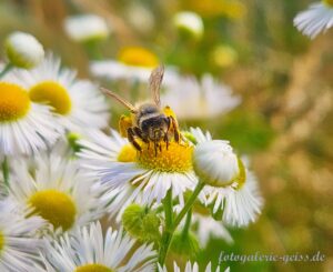 Biene auf der Blüte des striegelhaarigen Berufkraut