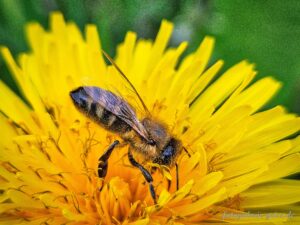 Biene auf einer Blüte des Löwenzahn I