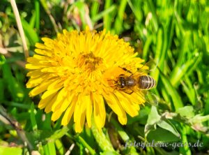 Biene auf einer Löwenzahnblüte I