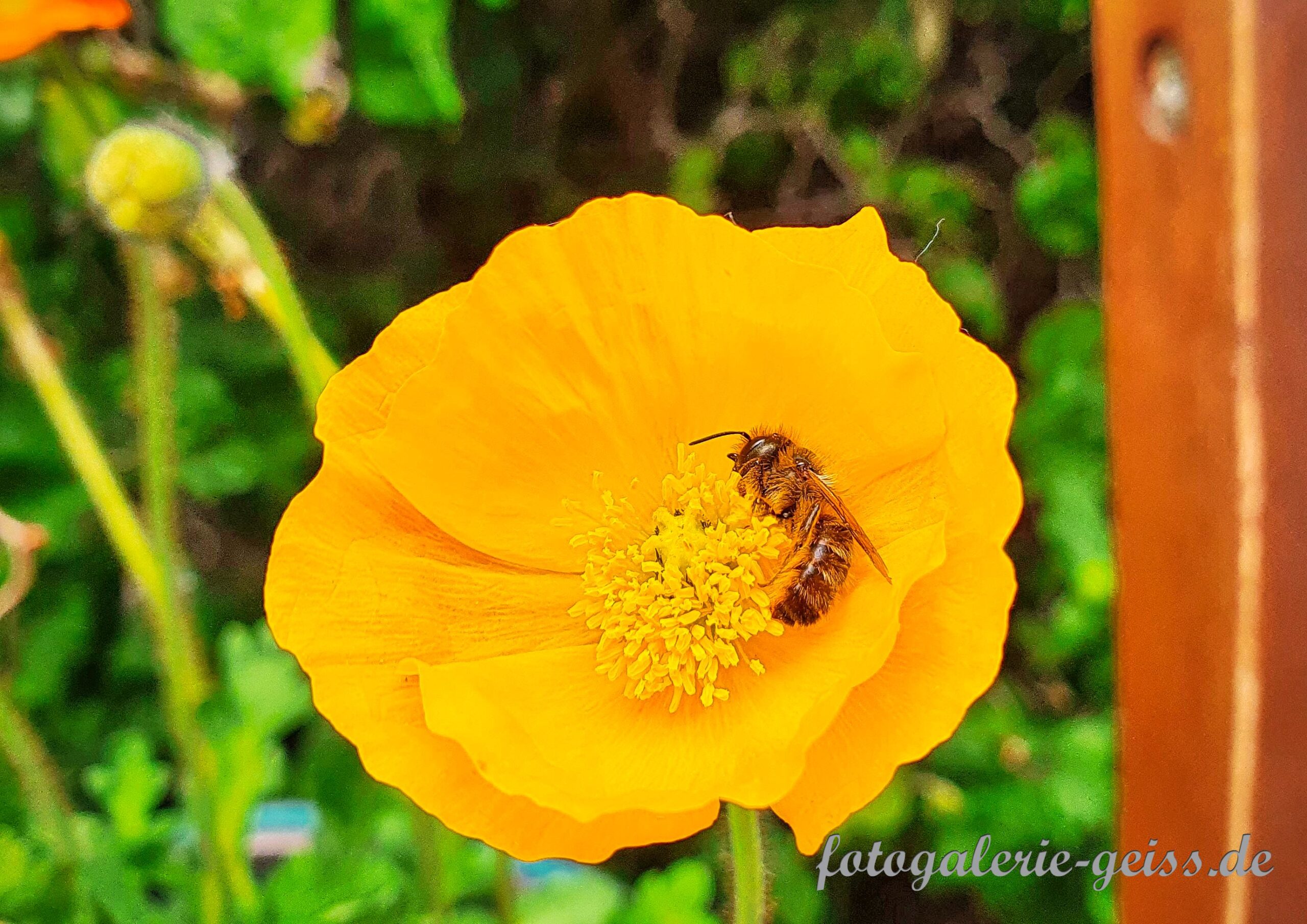 Biene auf einer gelben Mohnblüte