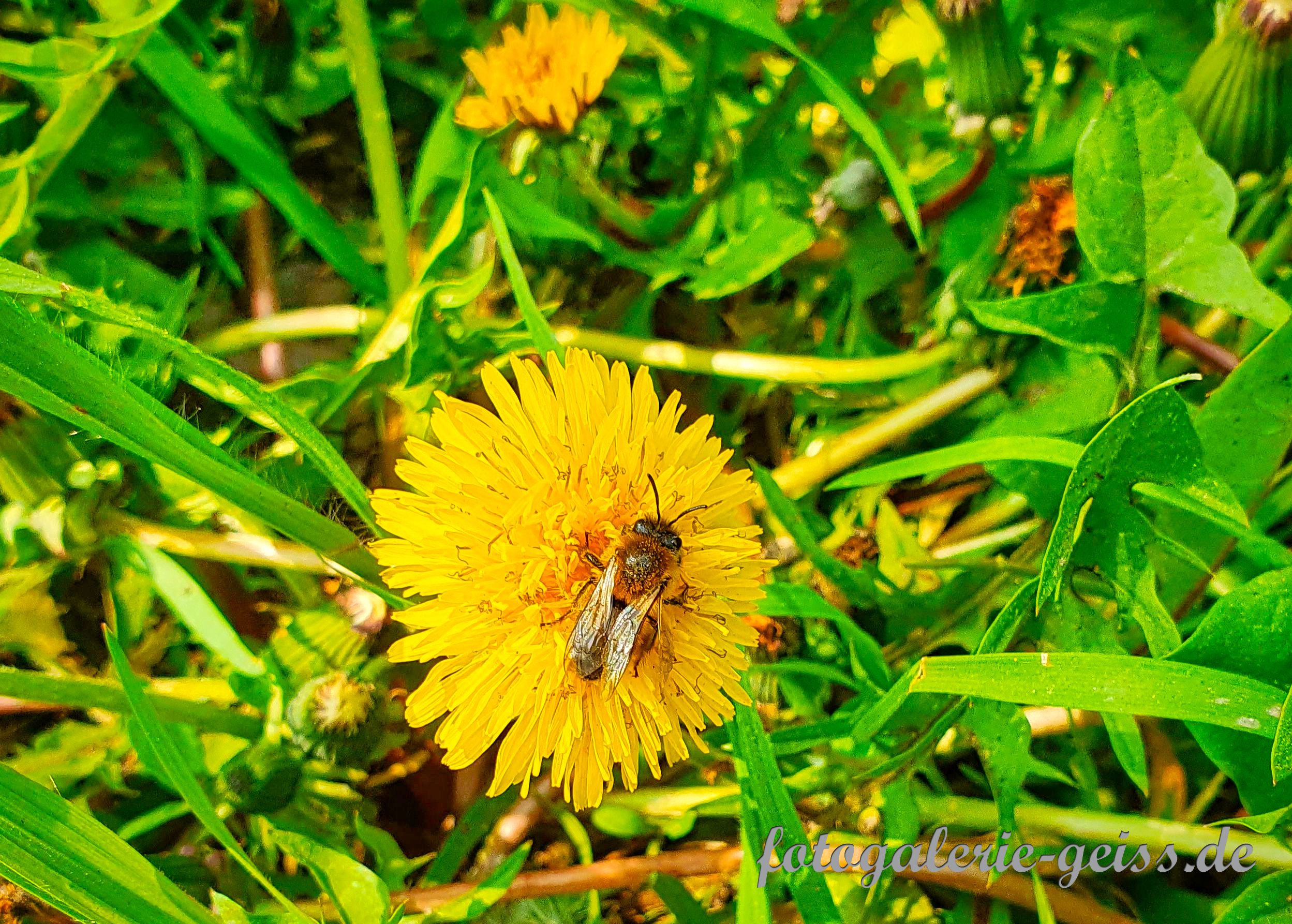 Biene auf gewöhnlichem Löwenzahn