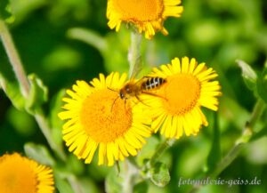 Biene auf großem Flohkraut I