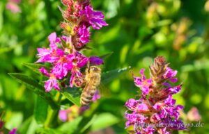 Biene auf pinker Staude 1