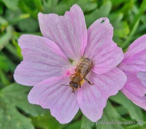 Biene auf rosa Blüte III