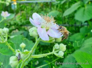 Biene auf weisser Blüte I