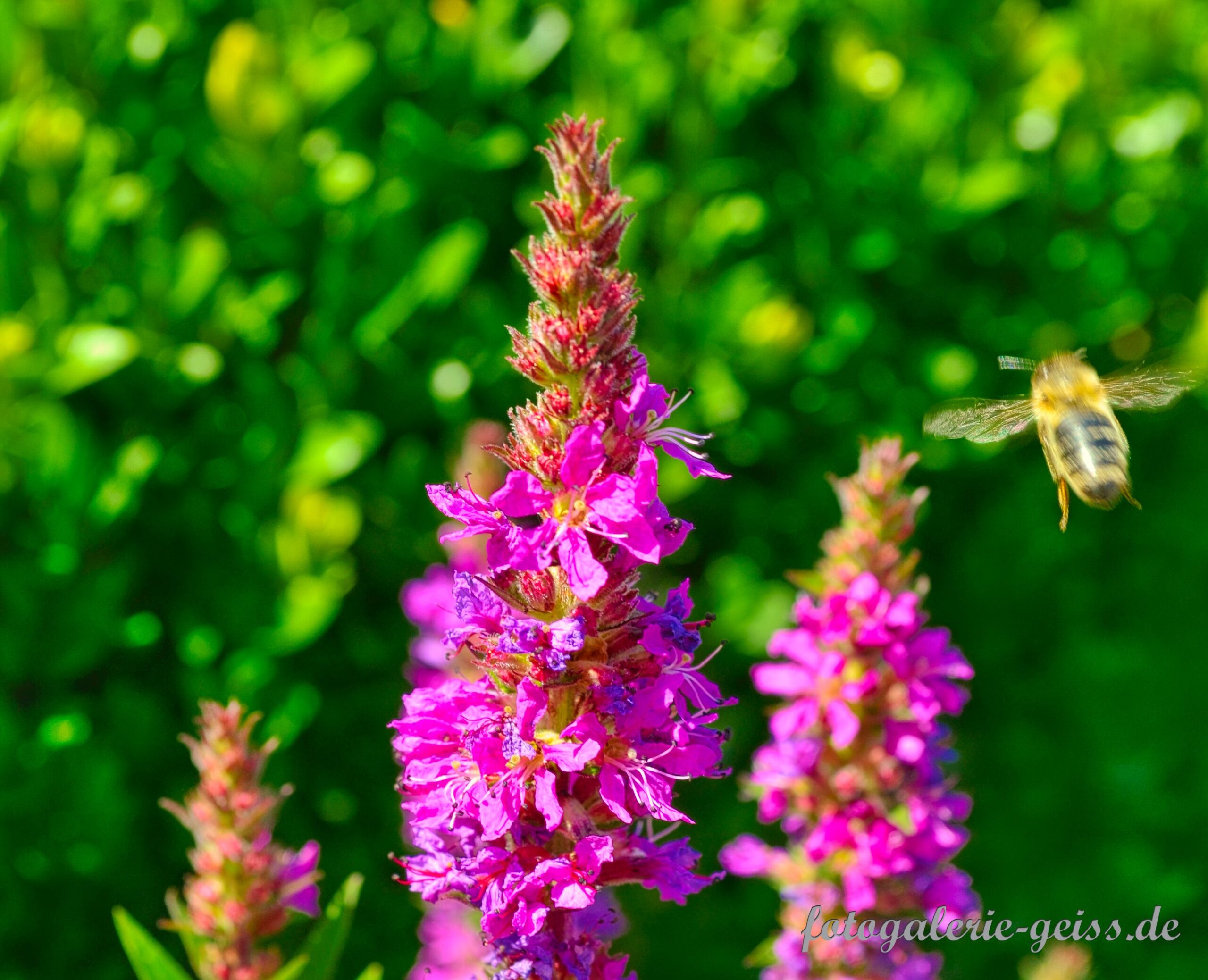 Biene beim Anflug auf eine pinke Staude 1