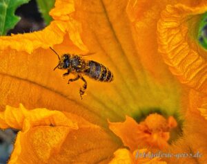 Biene fliegt aus Zucchini-Blüte raus