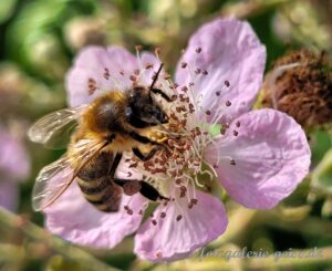 Biene fotografiert auf einer Brombeer-Blüte