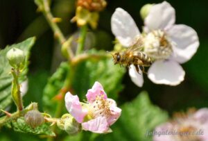 Biene im Anflug auf Brombeerblüte