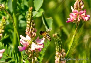 Biene im Anflug auf rosa Blüten