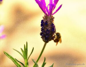 Biene im Lavendel in unserem Garten