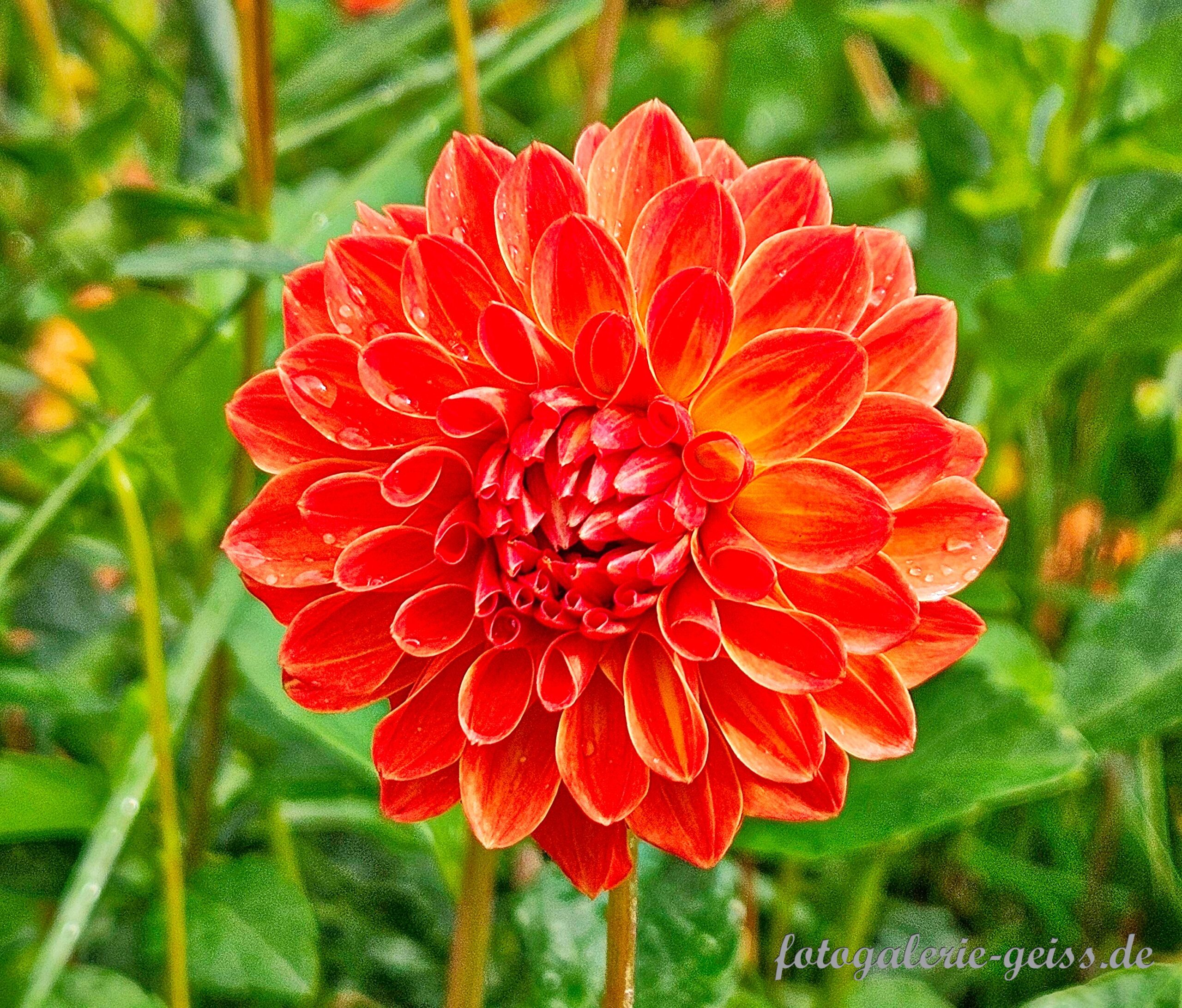 Blüte der Garten-Dahlie
