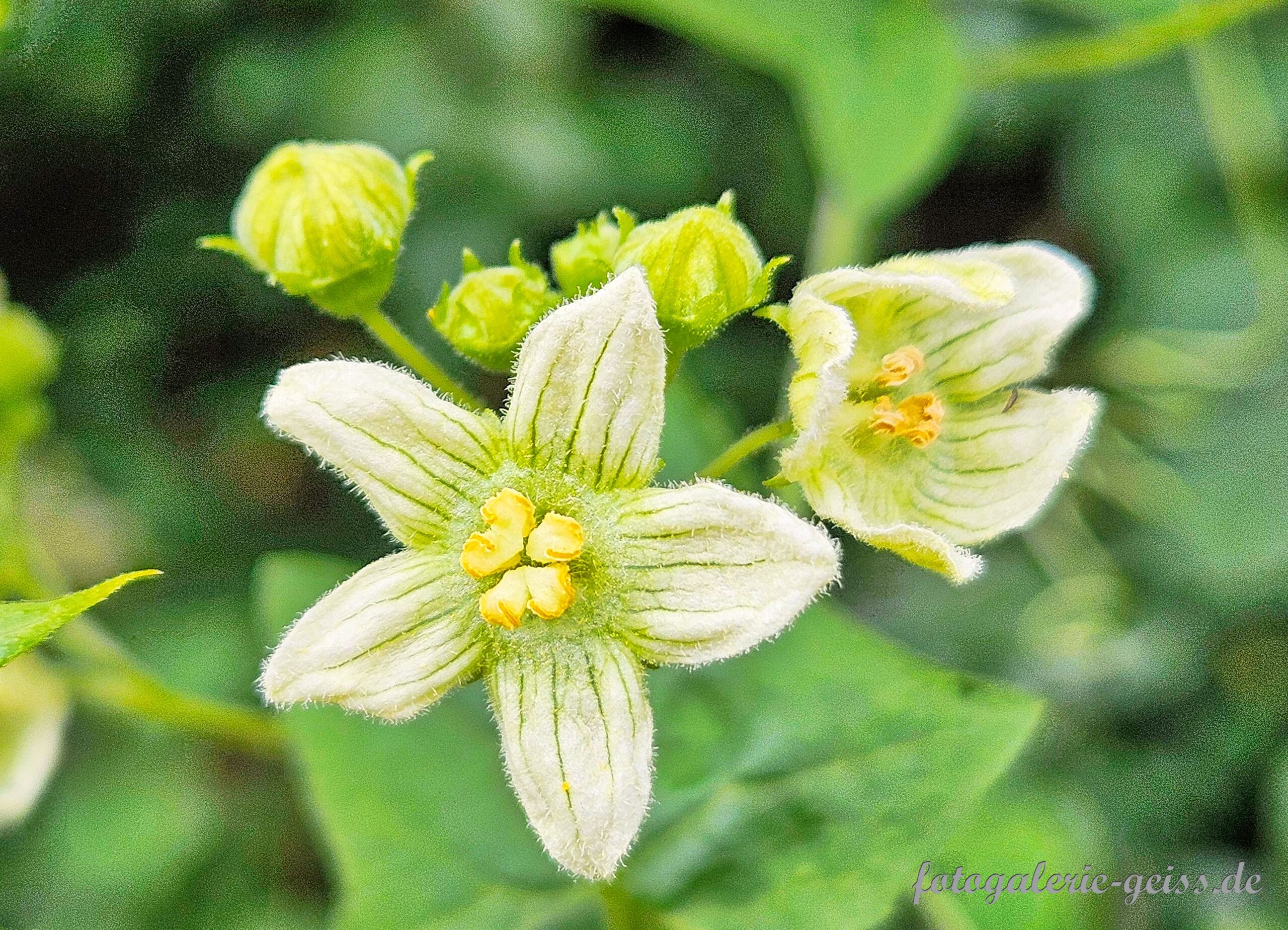 Blüte der Schwarzbeerigen Zaunrübe