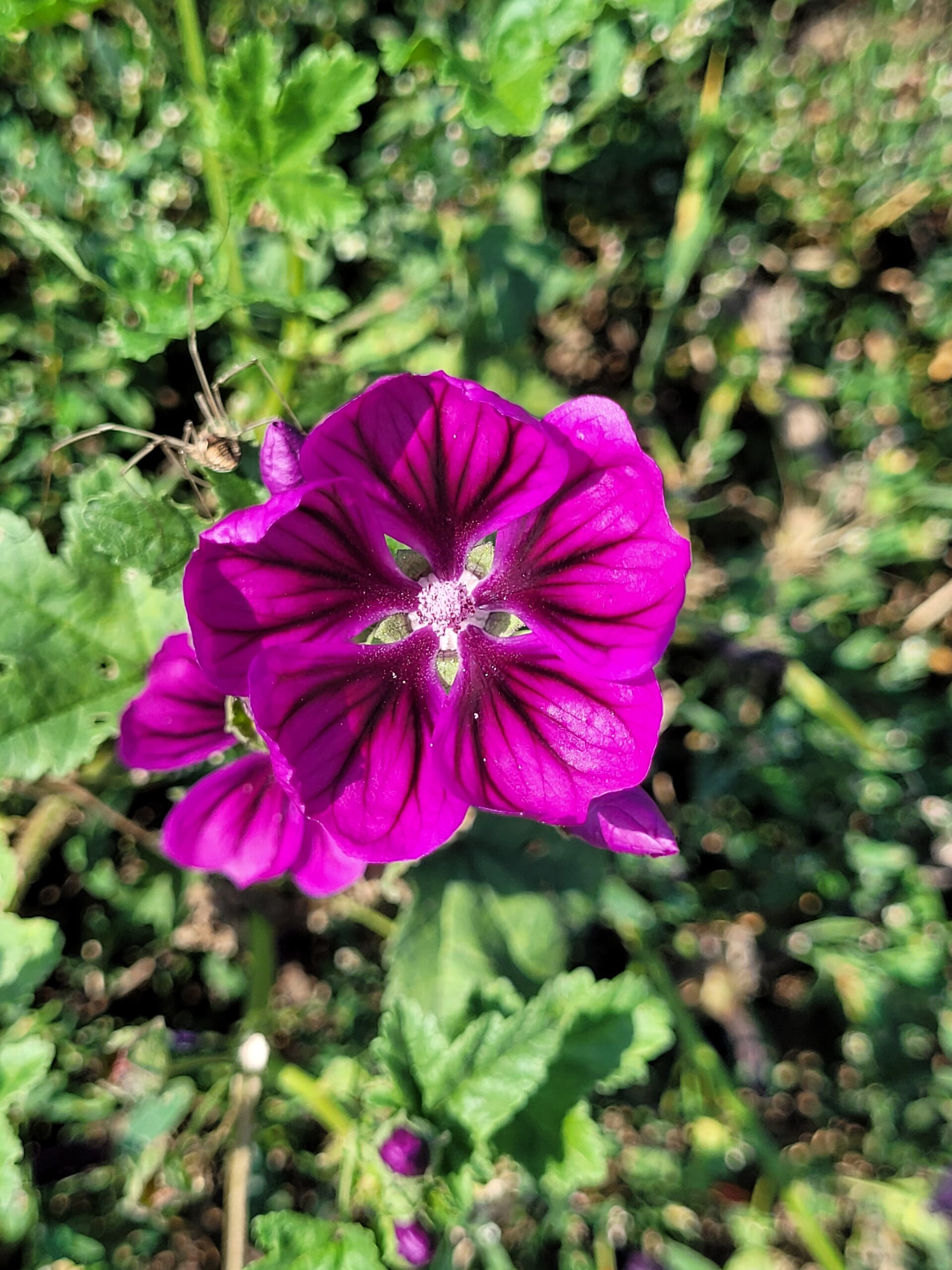 Blüte der baumförmigen Strauchmalve in den Weinbergen von Kostheim II