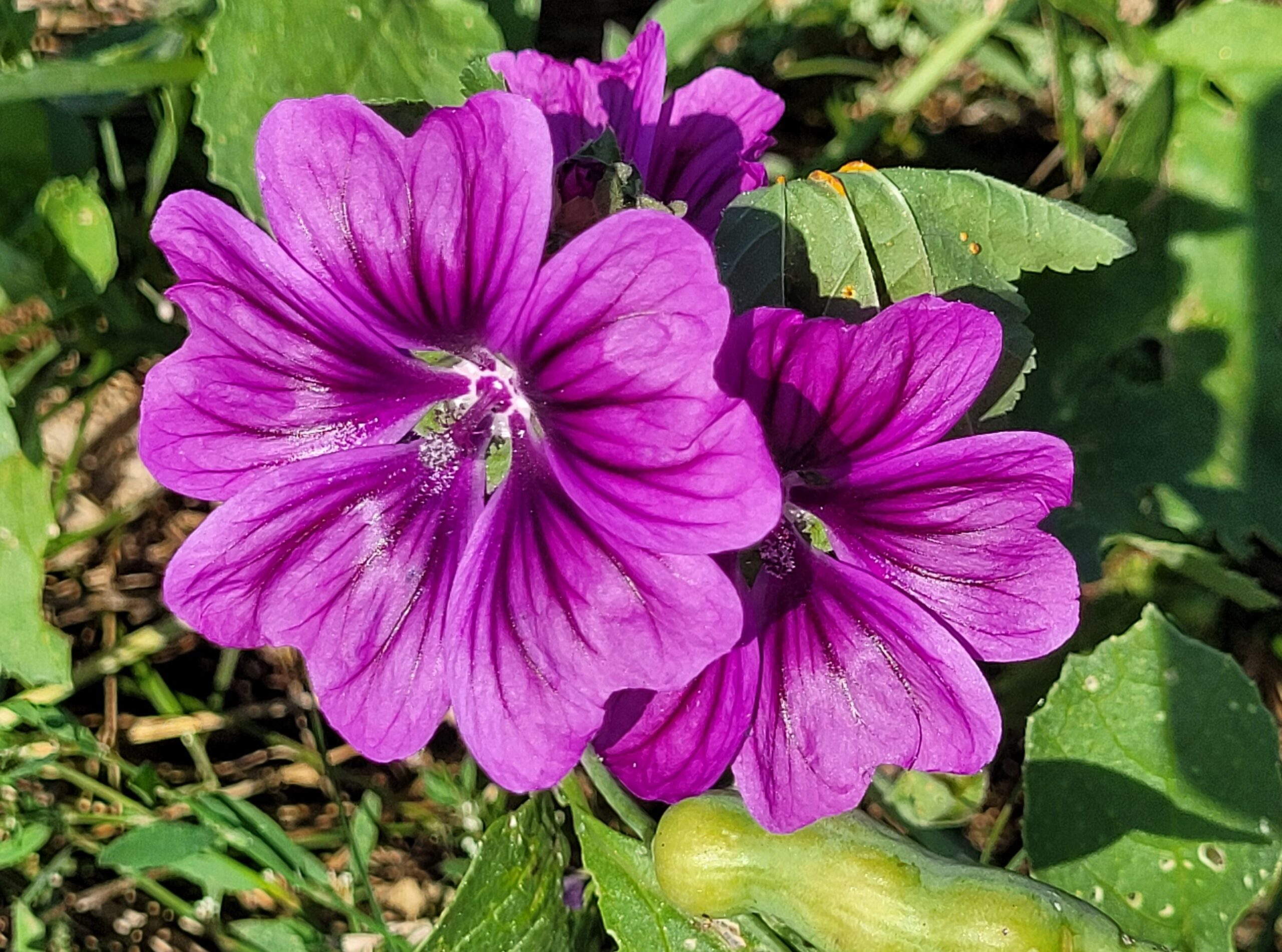 Blüte der baumförmigen Strauchmalve in den Weinbergen von Kostheim