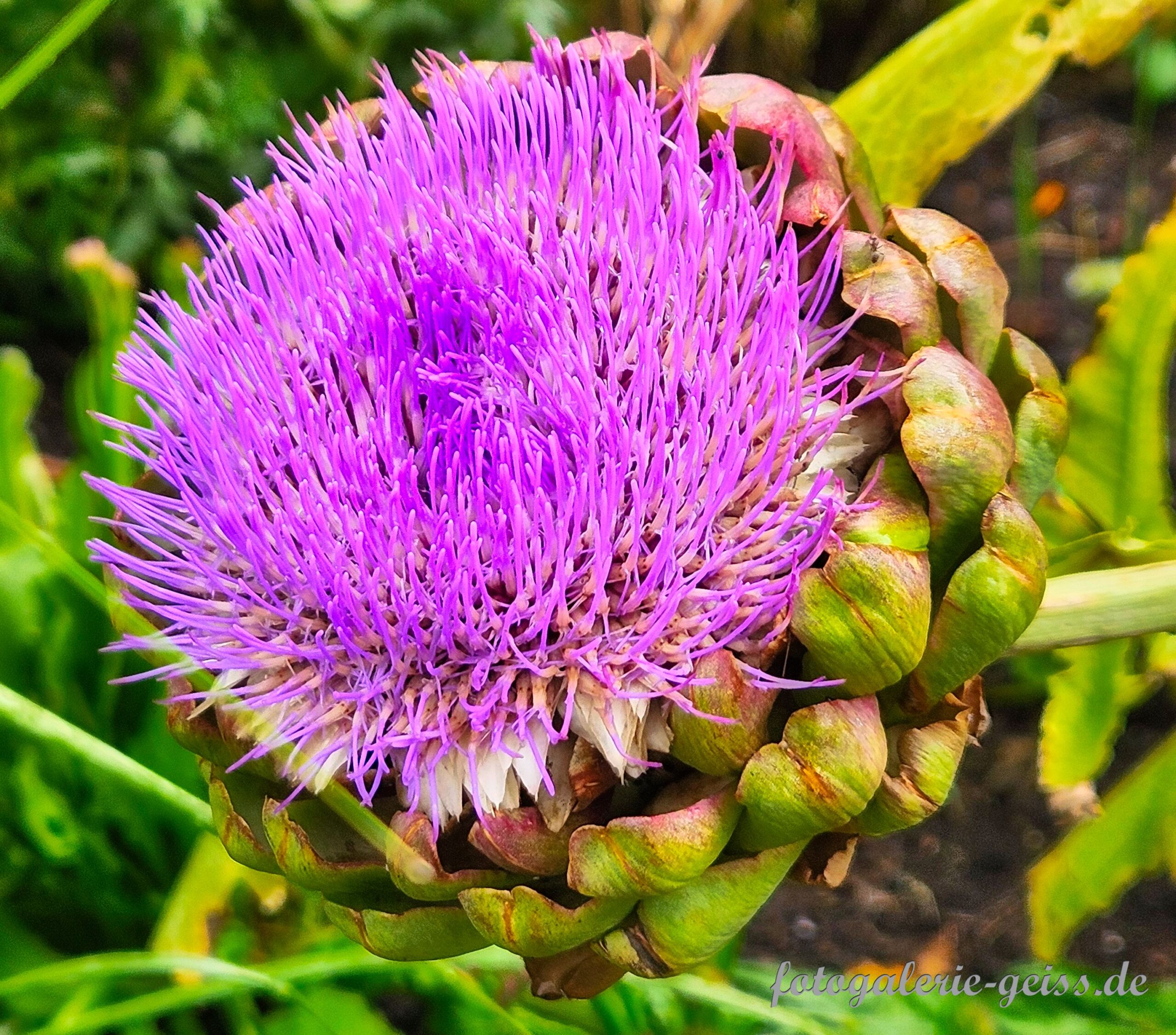 Blüte einer Artischocke