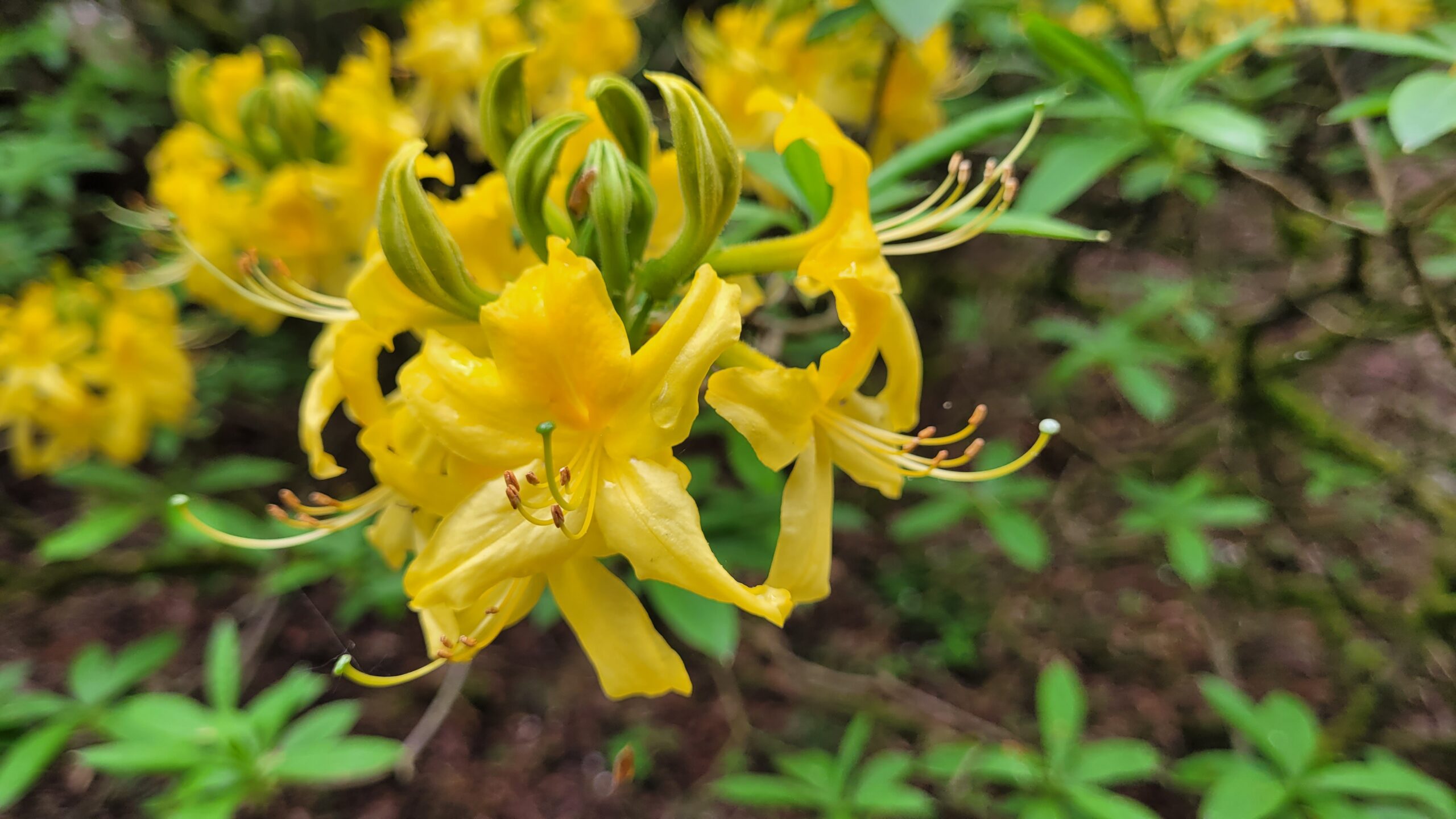 Blüten der gelben Alpenrose