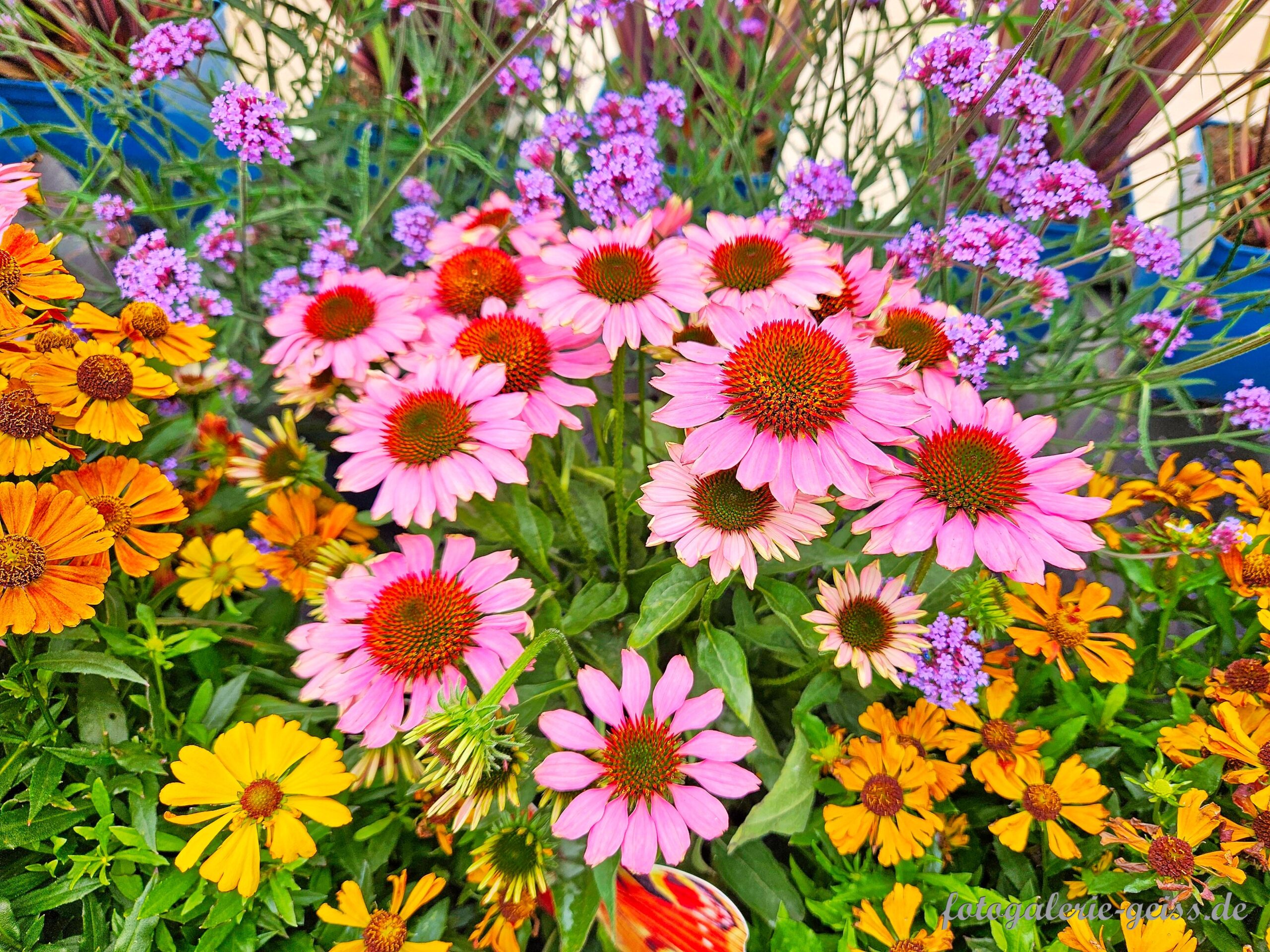 Blumenbeet mit Sonnenhut