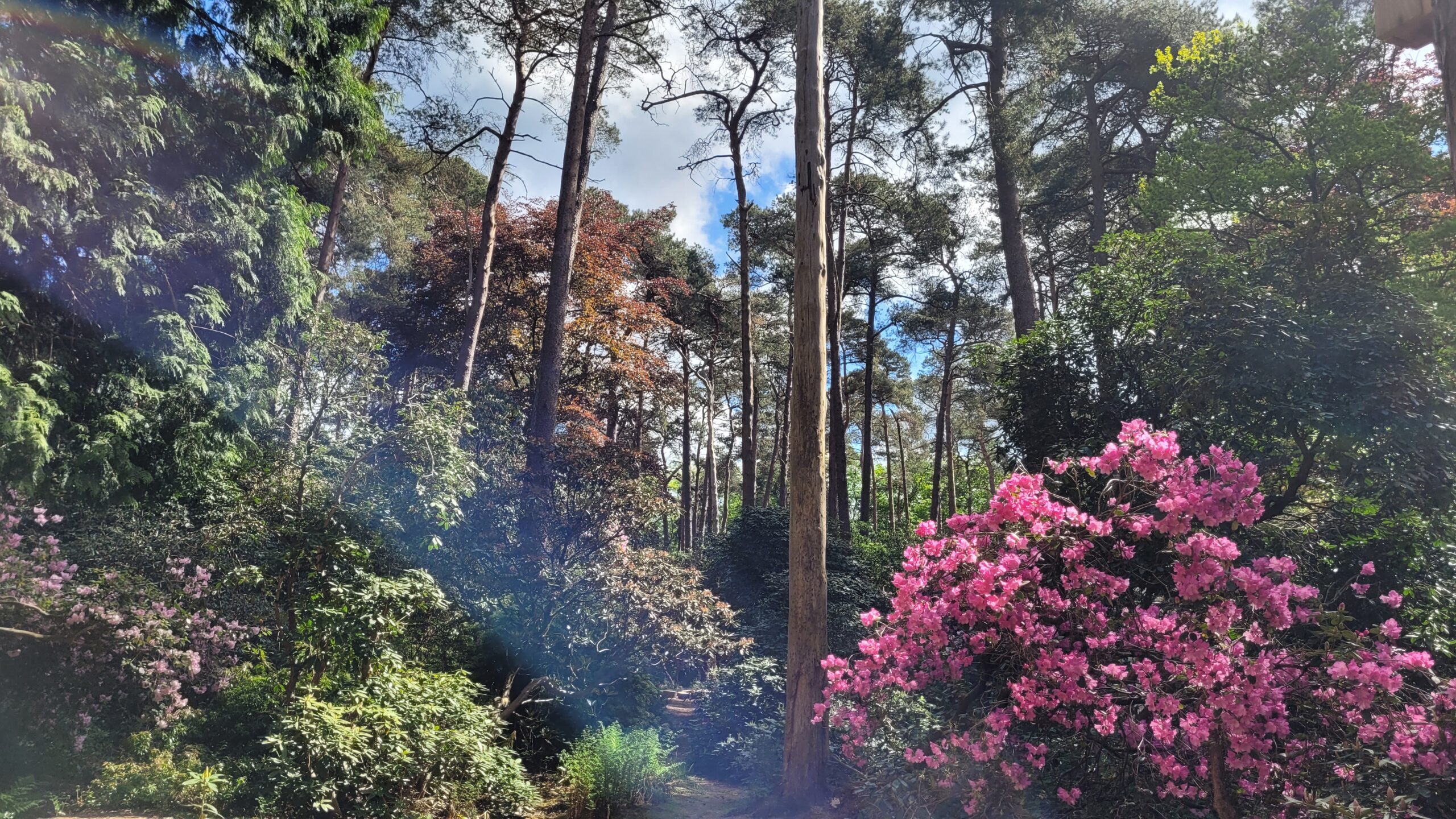 Einfach schön im Rhododendronpark Hobbie