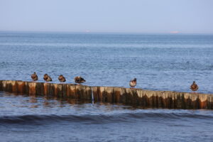 Enten auf den Buhnen vor dem Hafen vom - Ostseebad Kühlungsborn