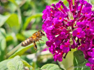 Fliegende Biene an Sommerflieder