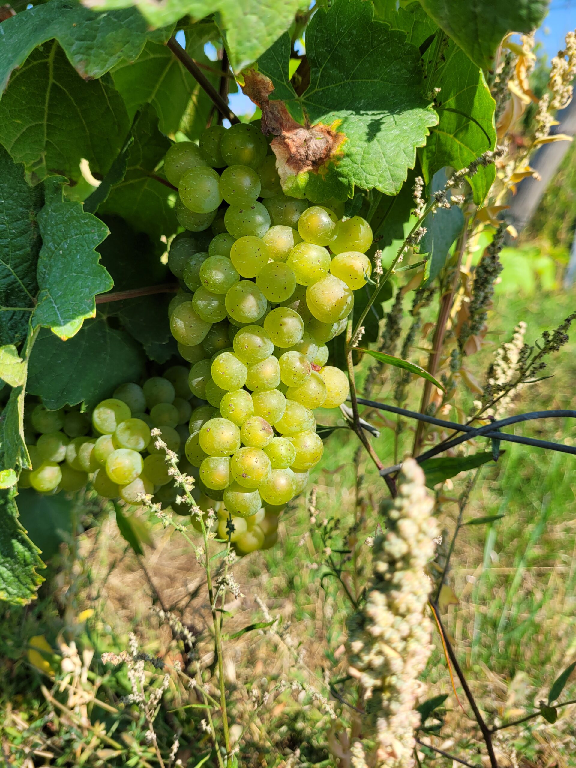 Fruchtiges Weintrauben Perkel in den Weinbergen von Kostheim